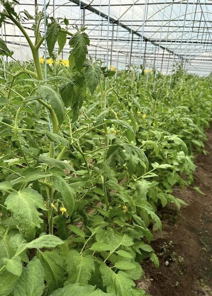 ТҮРКІСТАН ОБЛЫСЫНЫҢ ШАРУАЛАРЫ НАУРЫЗ АЙЫНДА ҚЫЗАНАҚТЫ ЭКСПОРТТАУДЫ ЖОСПАРЛАП ОТЫР