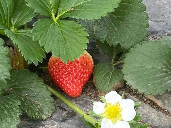 Ол әйелінің досын трахает, ал әйелі оны түсіреді. Бисексуалды порно видеолар