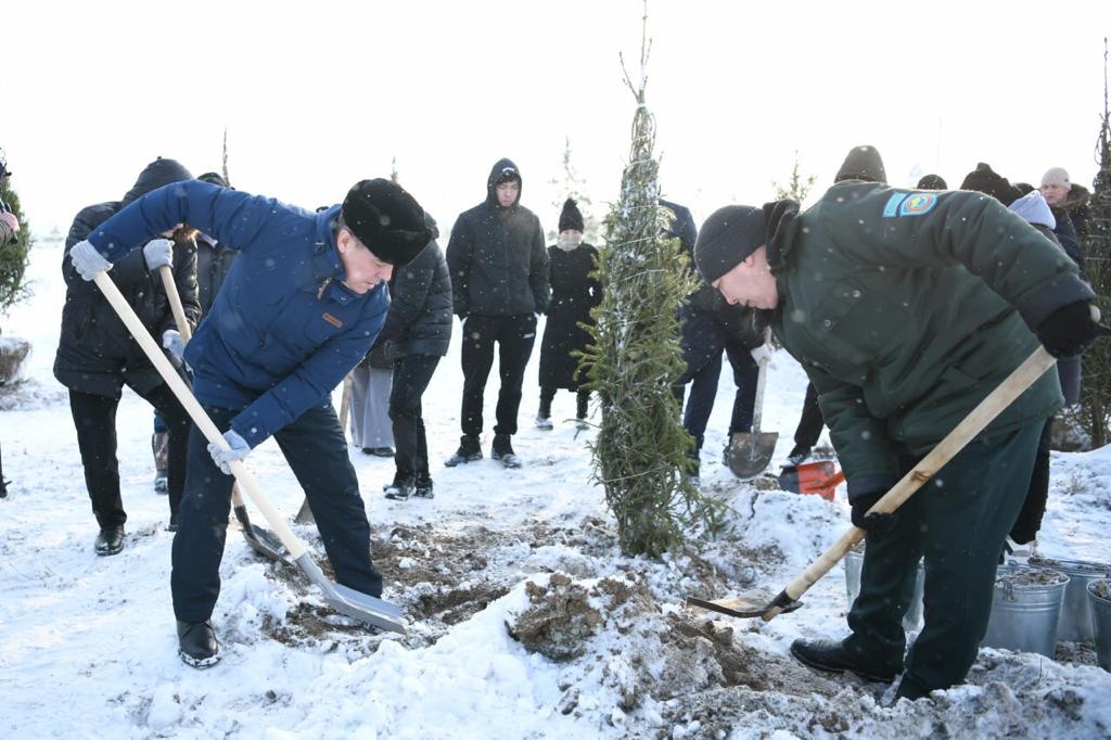 Посадили 150 деревьев. Посадили 150 деревьев