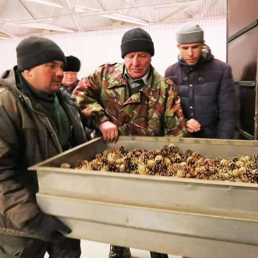 Как получают семена сосны?