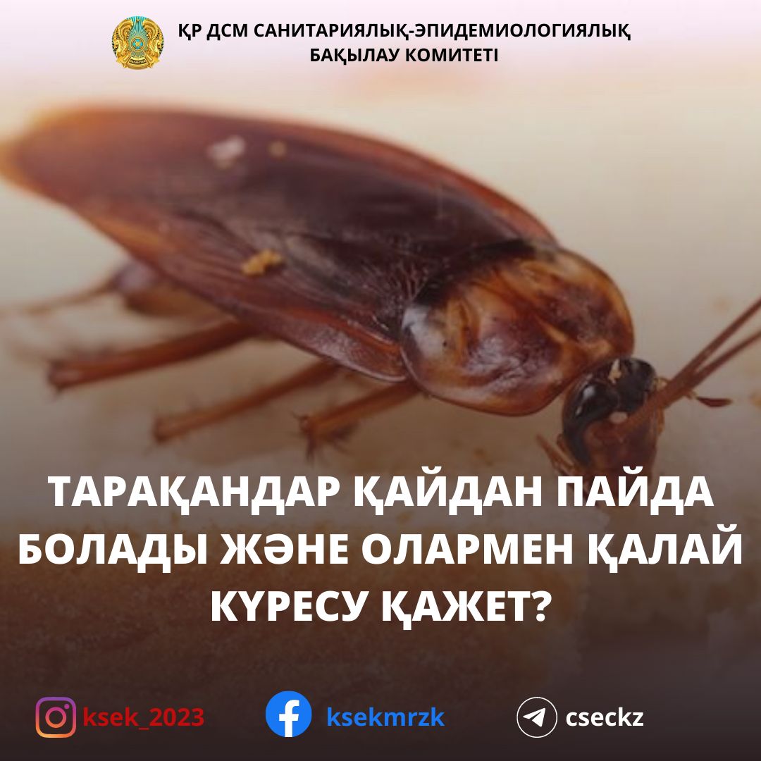 Тарақандар қайдан пайда болады және олармен қалай күресу қажет?
