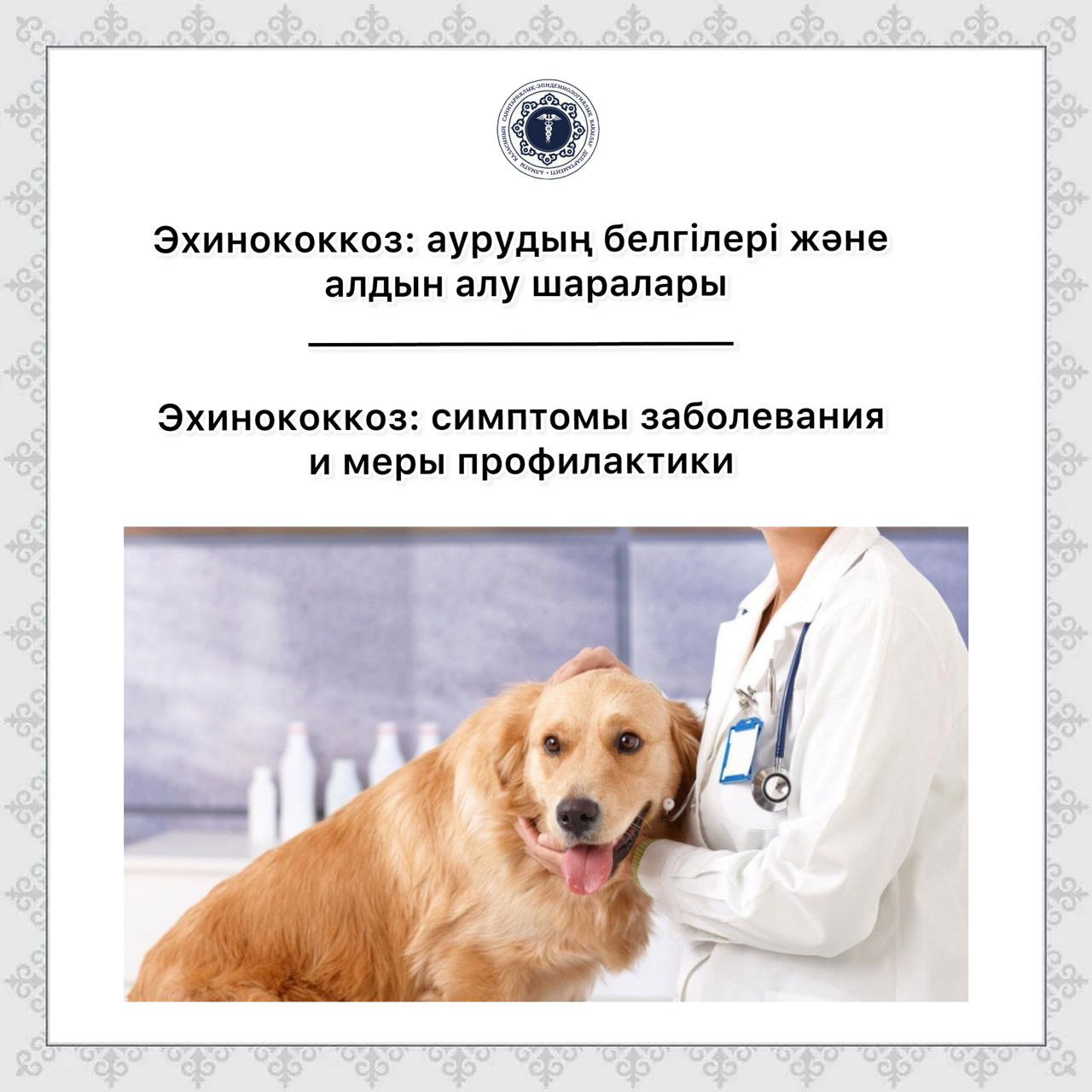 Эхинококкоз: симптомы заболевания и меры профилактики