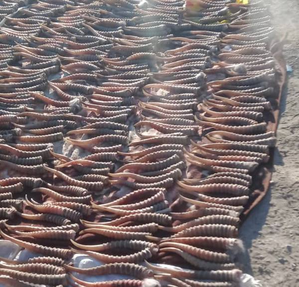 Ананың есекіндегі порно