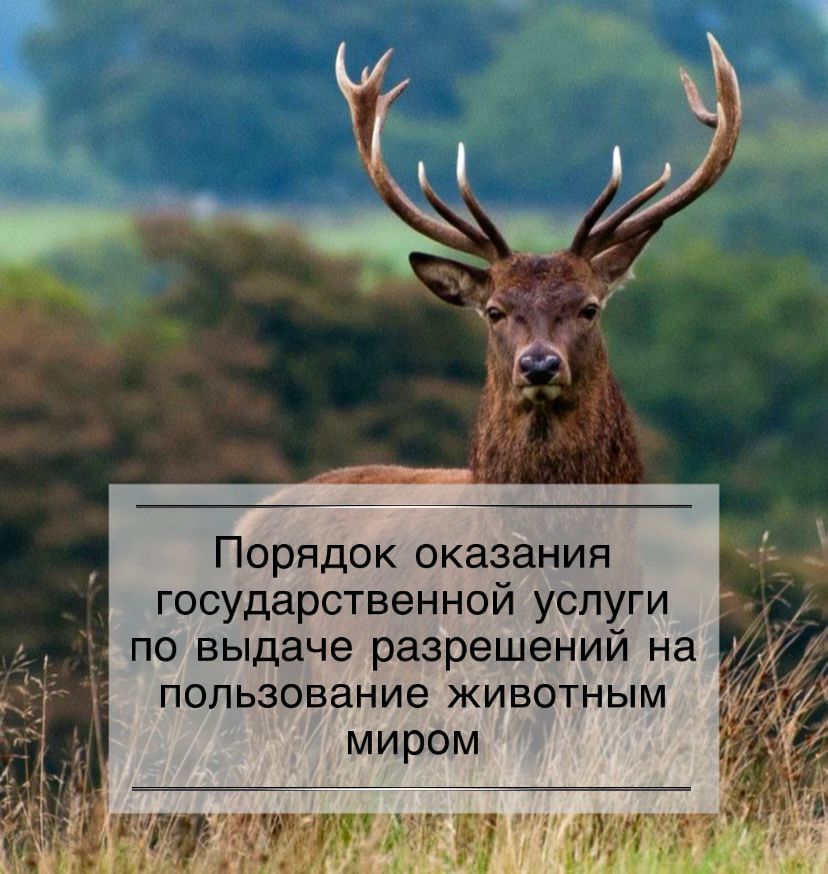 Жануарлар дүниесін пайдалануға рұқсат беру бойынша мемлекеттік қызмет көрсету тәртібі