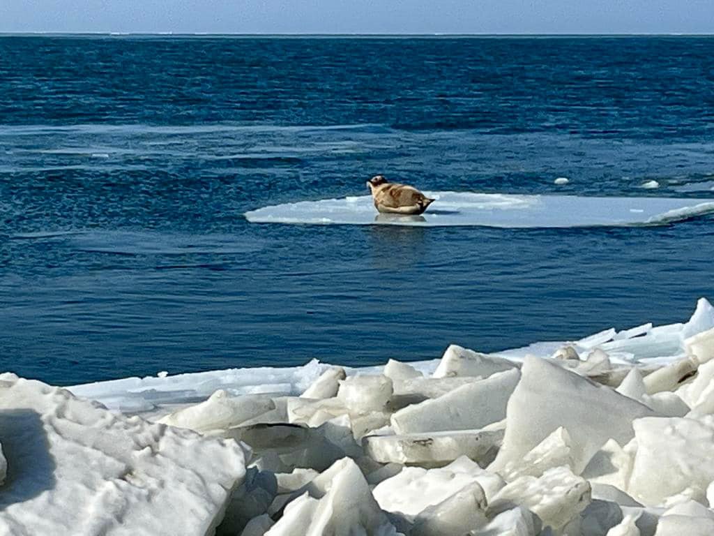 Прогнозная оценка ледовой обстановки в северной части Каспийского моря
