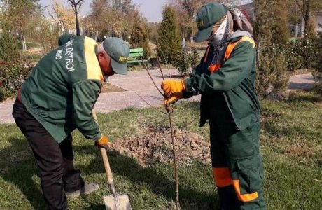 БИЫЛ 120 МЫҢ АҒАШ КӨШЕТІН ОТЫРҒЫЗУ ЖОСПАРЛАНҒАН