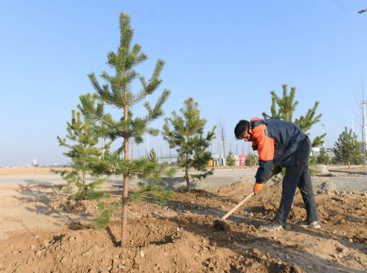 ТҮРКІСТАН ОБЛЫСЫНДА КӨКТЕМГІ АҒАШ ЕГУ НАУҚАНЫНЫҢ БАРЫСЫ ПЫСЫҚТАЛДЫ