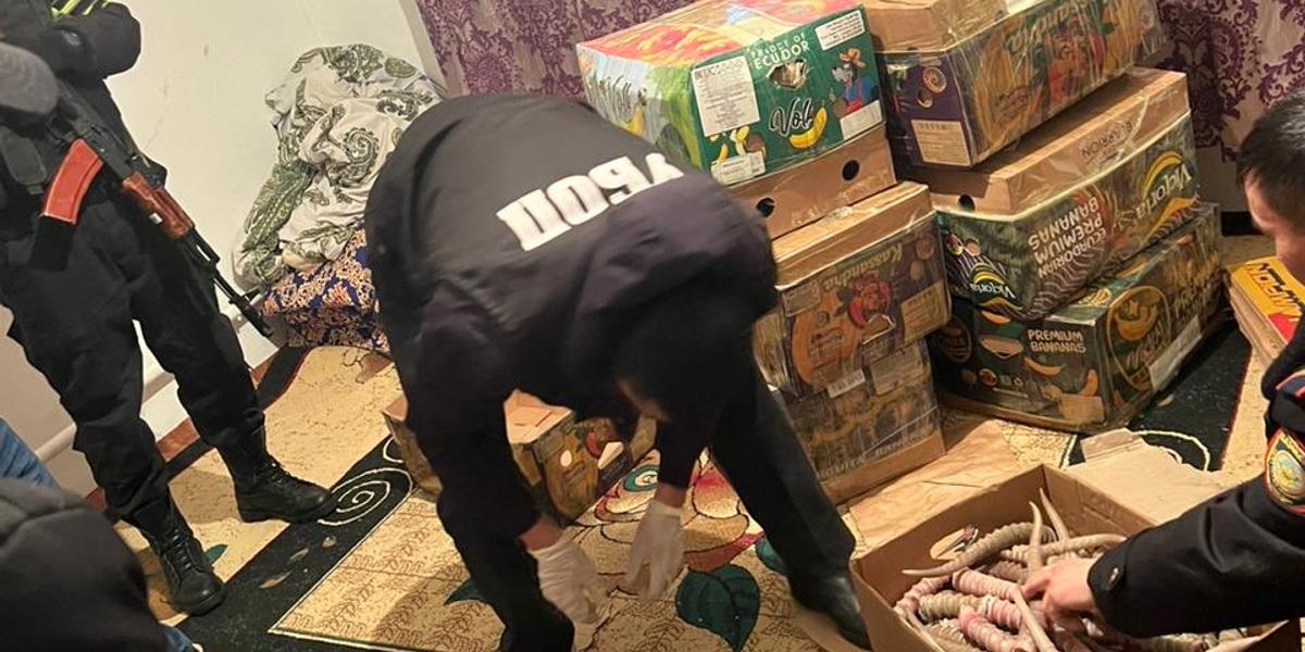 БҚО полицейлері ақбөкеннің 2 мыңнан астам мүйізін тәркіледі