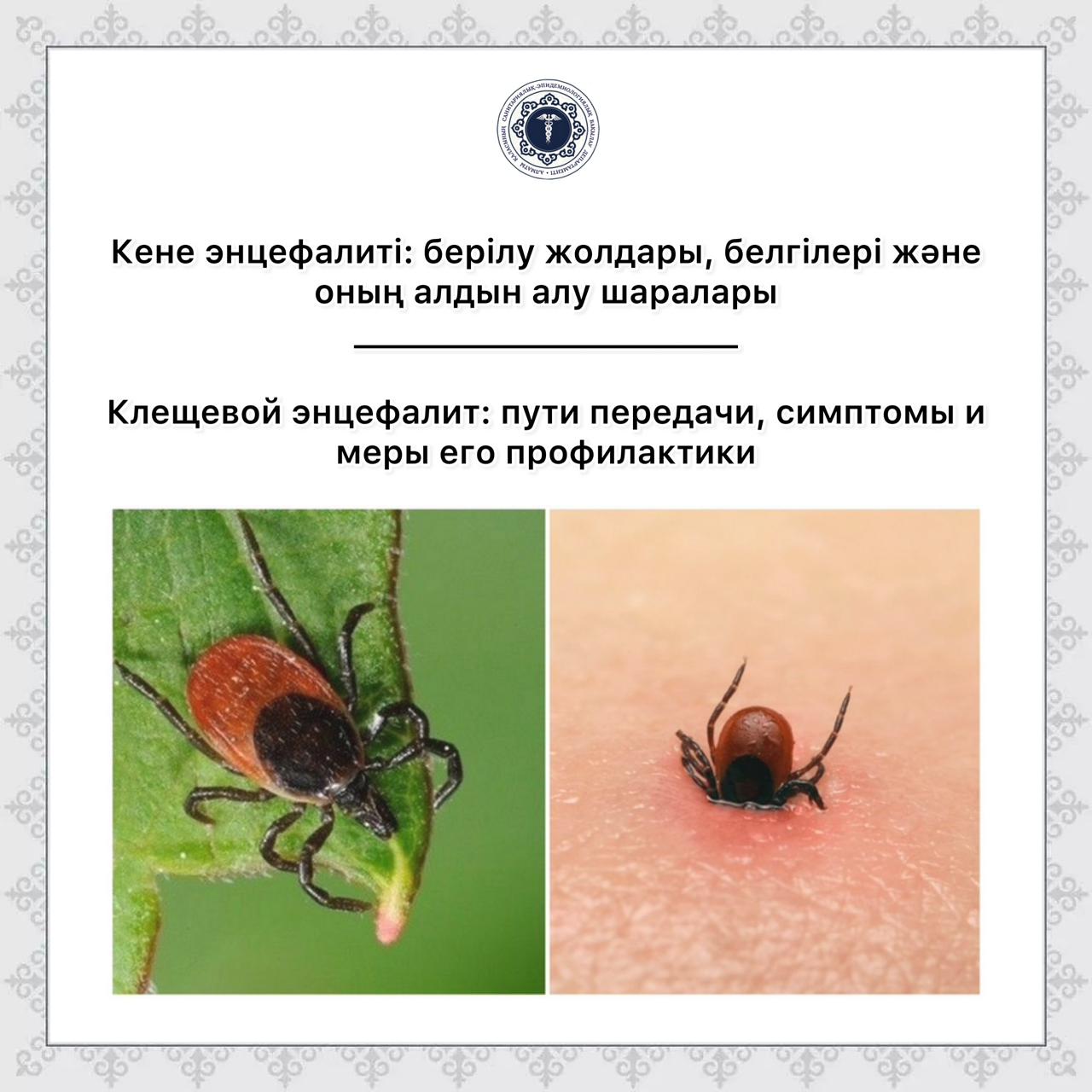 Кене энцефалиті: берілу жолдары, белгілері және оның алдын алу шаралары