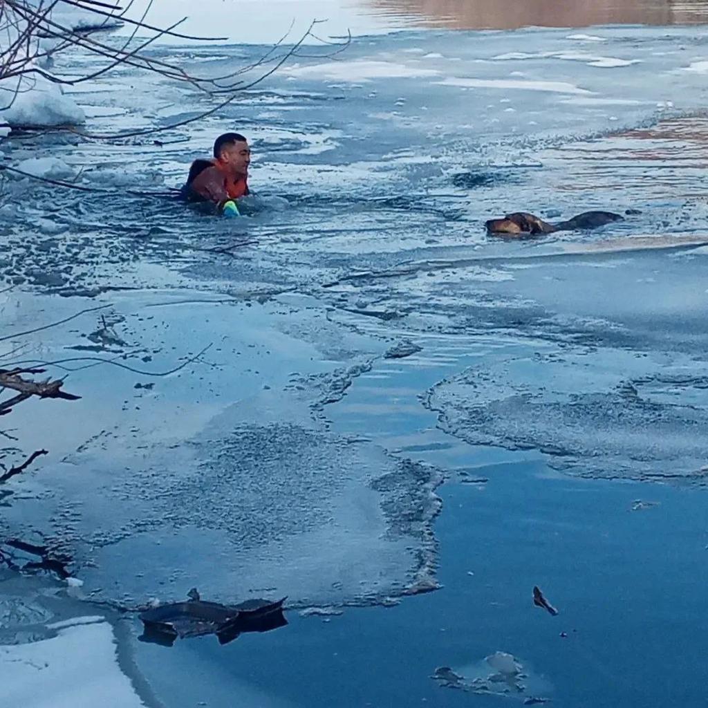 Команда Отарбаева снова в деле: вытащили собаку из ледяной воды Ишима