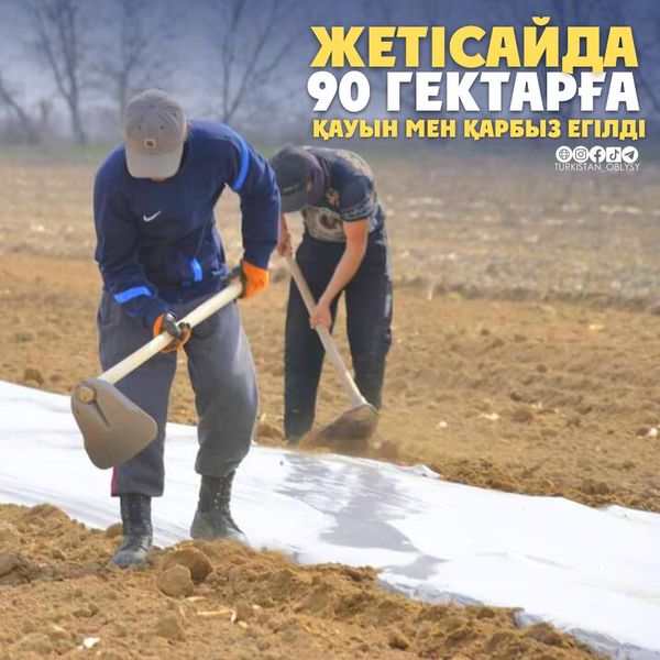 ТҮРКІСТАН: ЖЕТІСАЙДА 90 ГЕКТАРҒА ҚАУЫН МЕН ҚАРБЫЗ ЕГІЛДІ