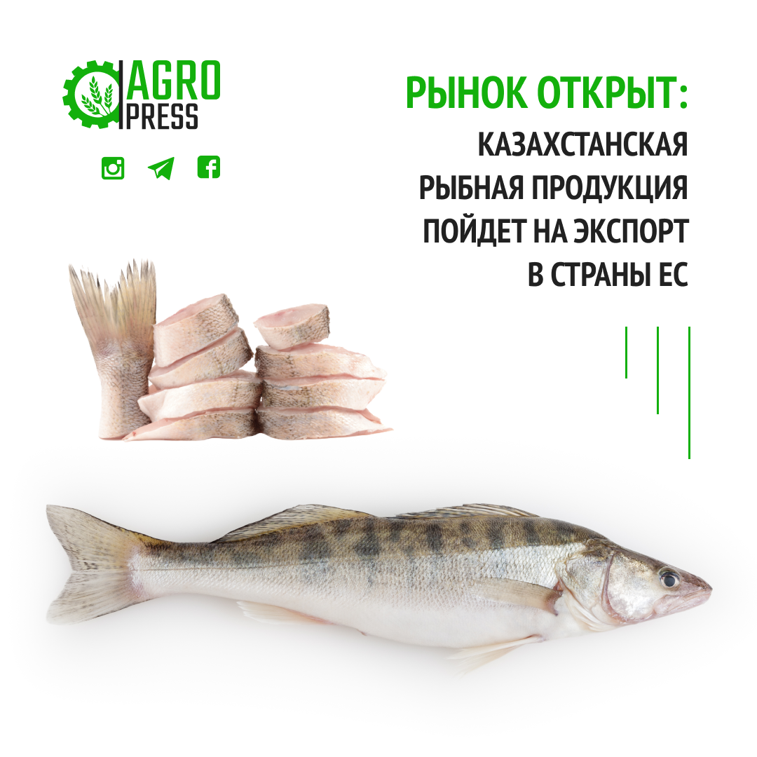 Рынок открыт: казахстанская рыбная продукция пойдет на экспорт в страны ЕС
