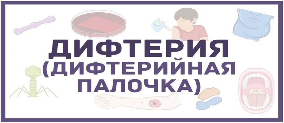 Дифтерия и его профилактика.