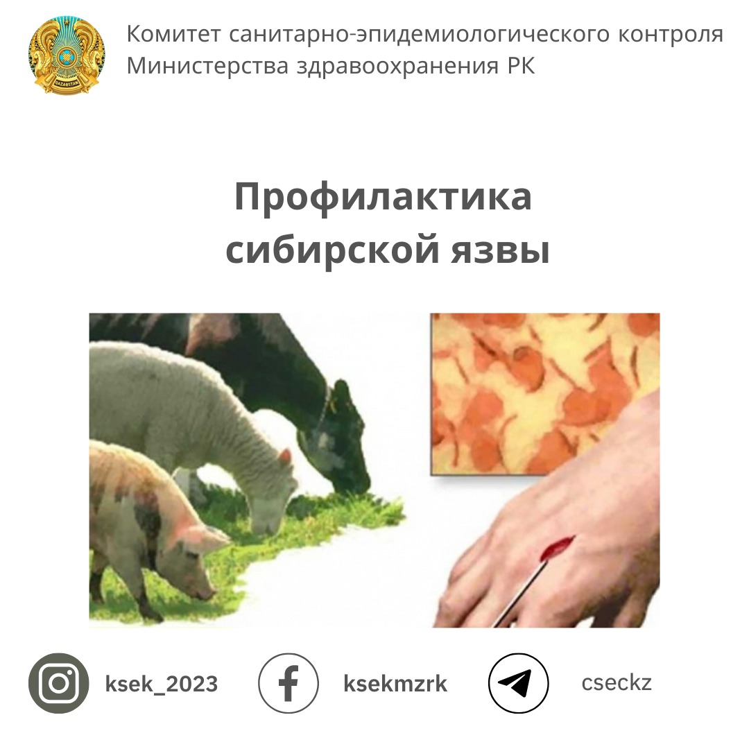 Профилактика сибирской язвы