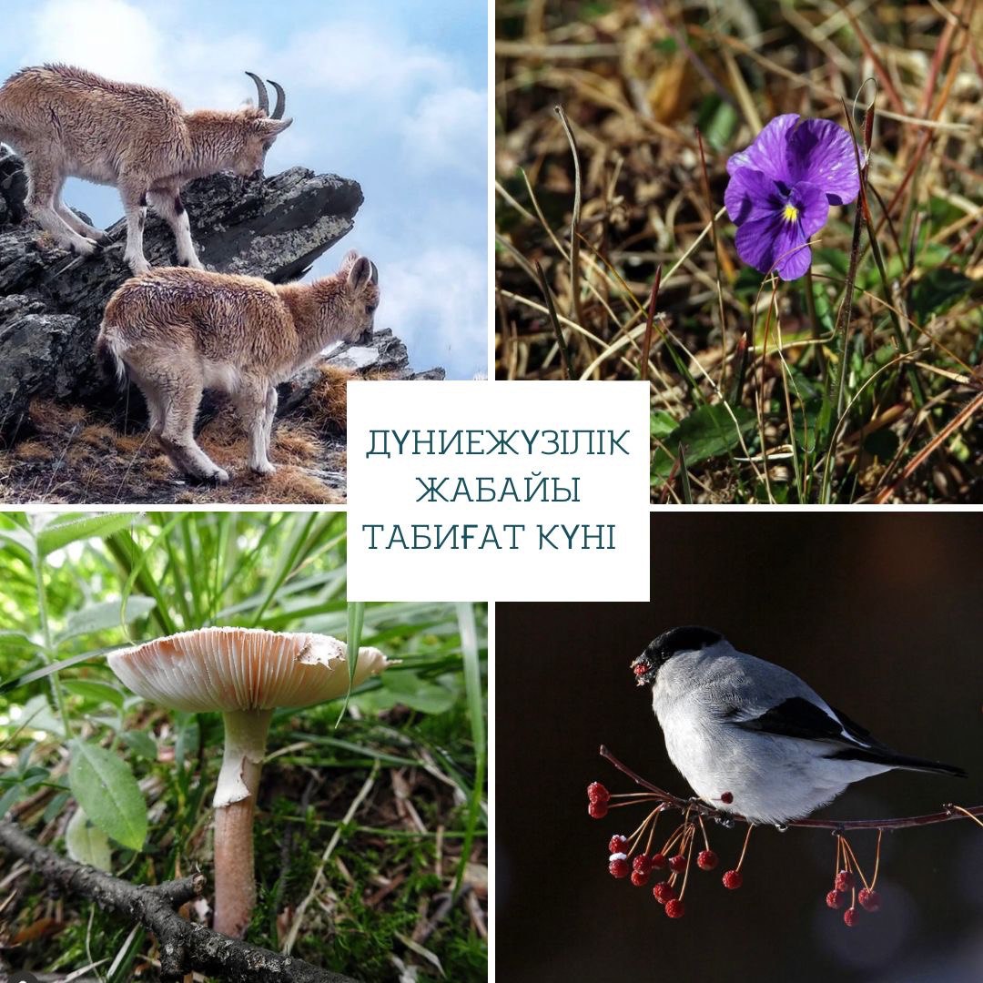 Табиғаттағы жыныстық позициялар