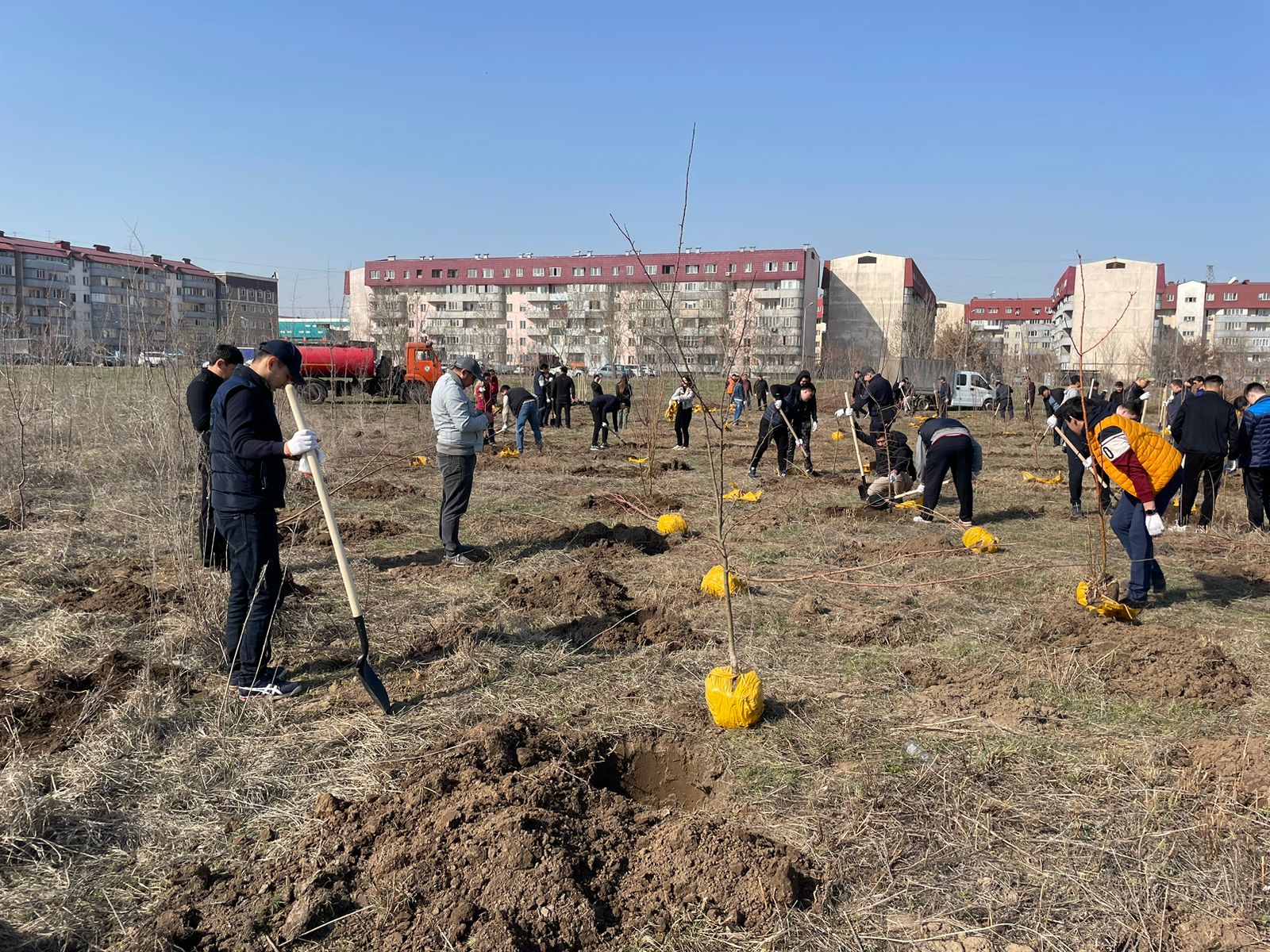 Более 10 тысяч деревьев будет высажено в Алматы весной