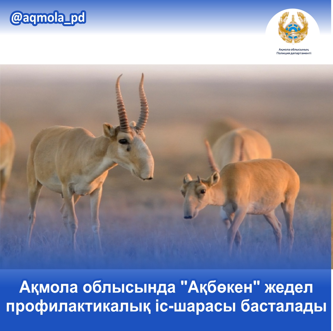 Ақмола облысында "Ақбөкен" жедел профилактикалық іс-шарасы басталады