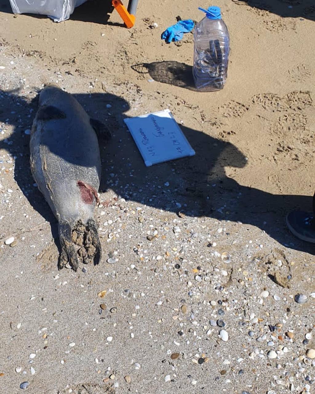 Каспий теңізінде итбалықтардың өлімі бойынша ақпарат