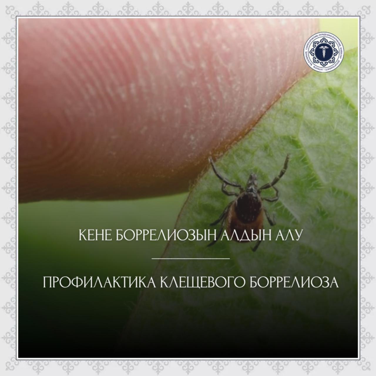 Кене боррелиозын алдын алу