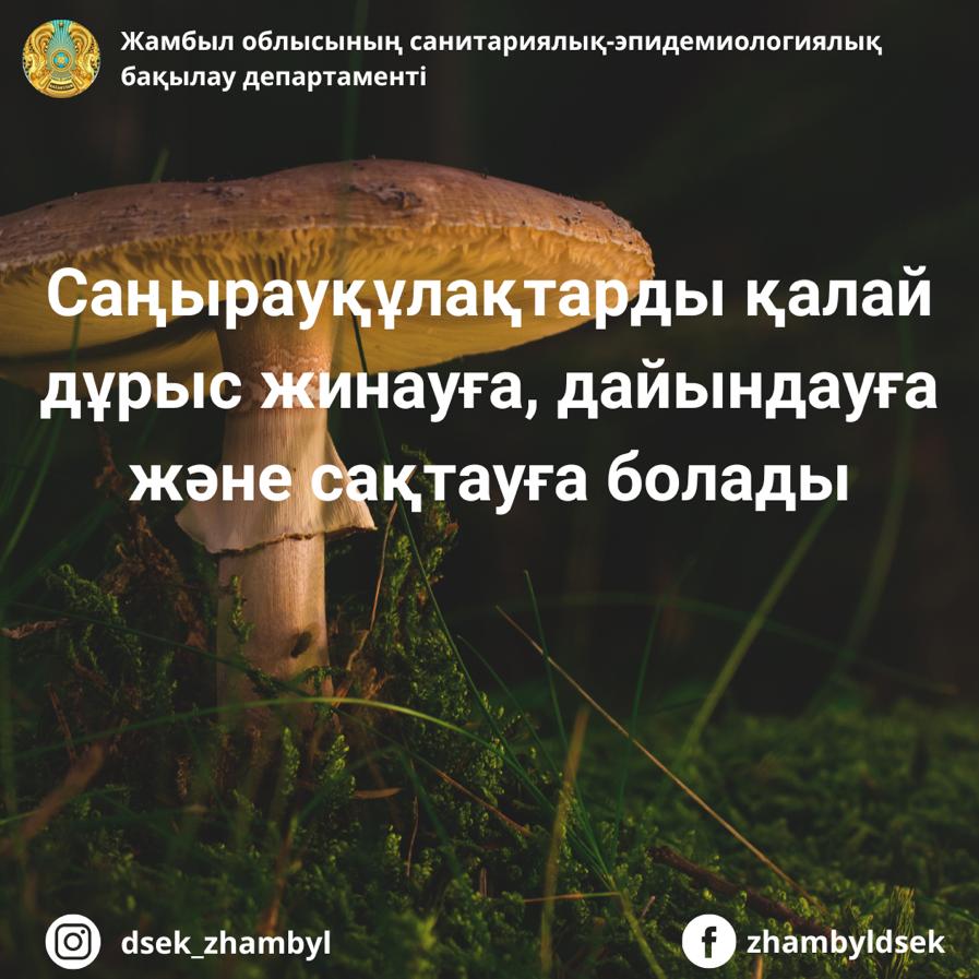 Саңырауқұлақтарды қалай дұрыс жинауға, дайындауға және сақтауға болады