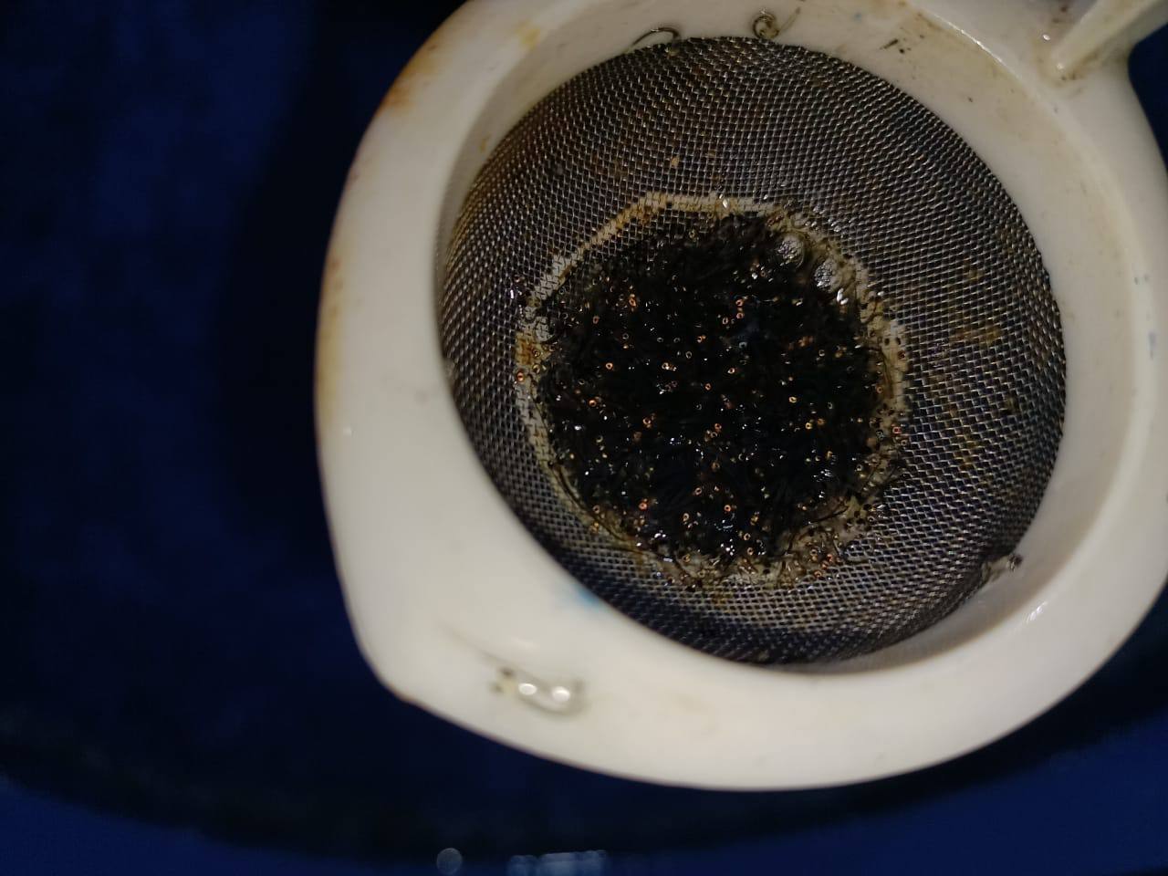 Зайсан-Ертіс бассейнінің су айдындарына 40 млн. данадан астам ақсаха балық түрлерінің дернәсілдері жіберілді