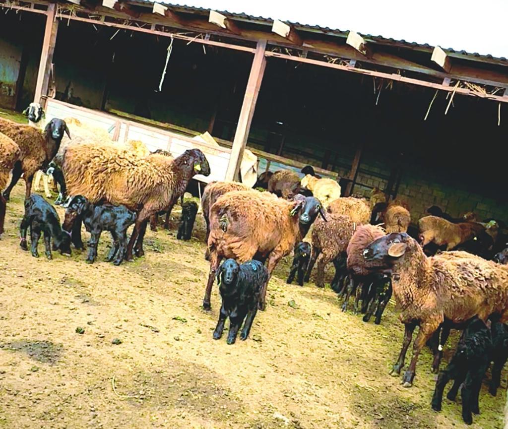 Жамбылда мал төлдету науқаны жүріп жатыр