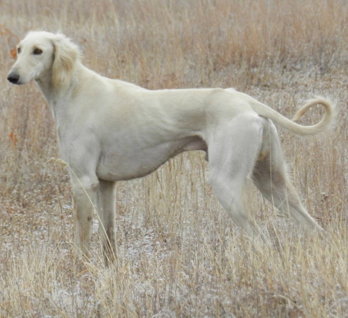 Утверждены стандарты казахских пород собак