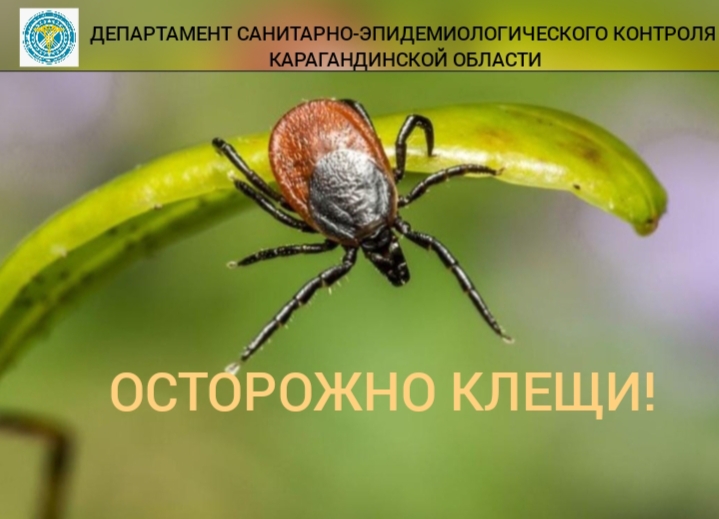 Осторожно, клещи!