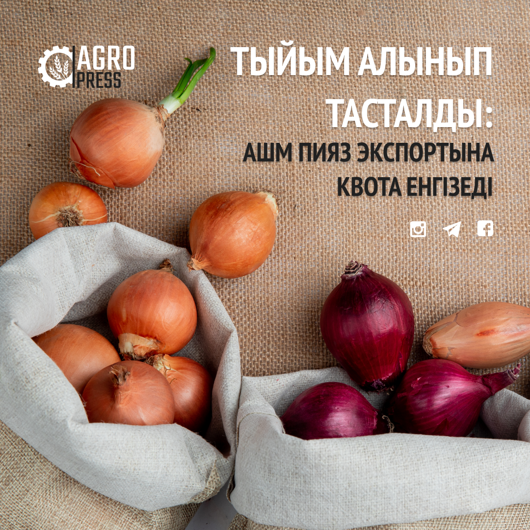Тыйым алынды: АШМ пияз экспортына квота енгізеді