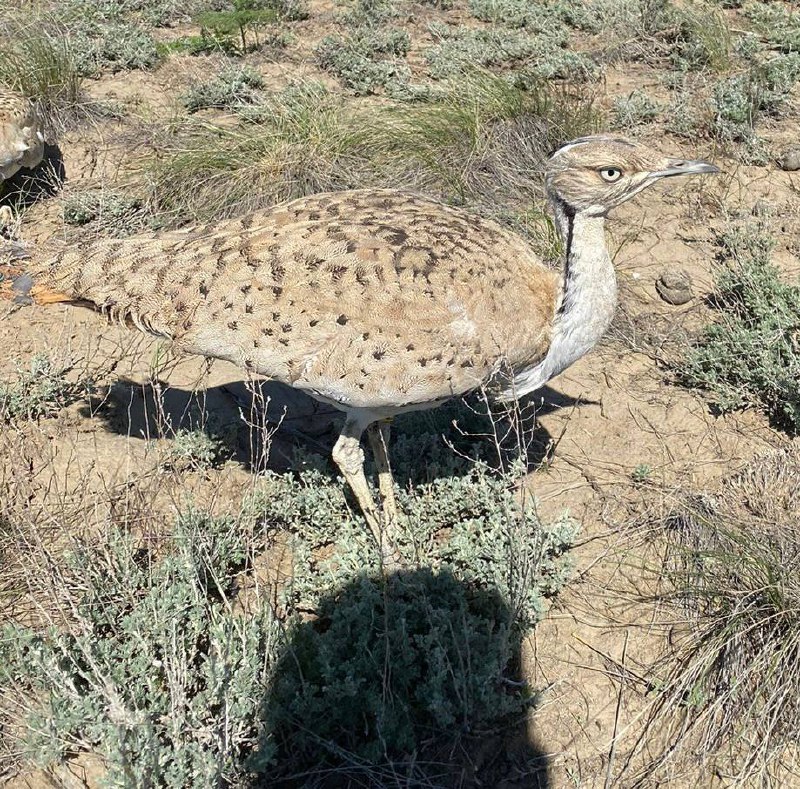 Қыз жігіттің аузына куннилингустан кіріп кетті