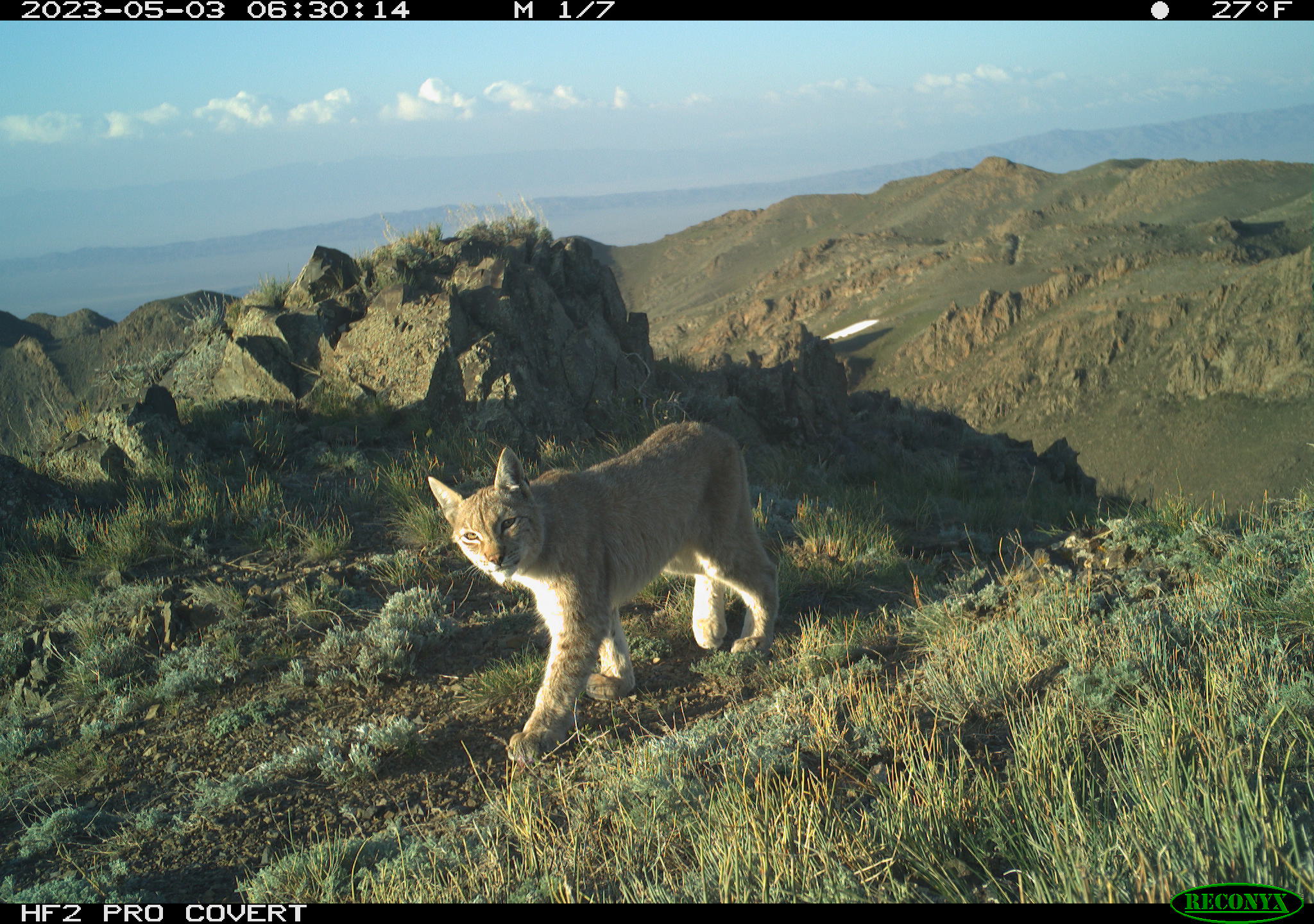 Алматы облысында сілеусін фототұзаққа ілікті