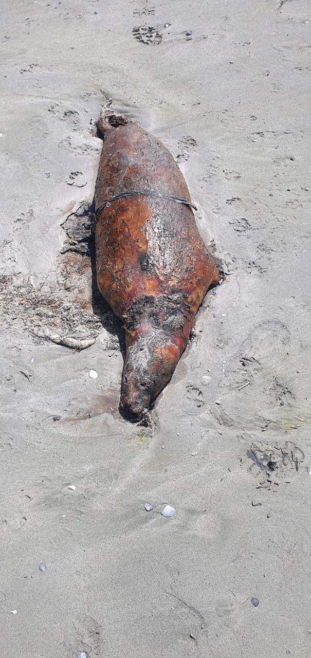 Информация о гибели каспийских тюленей на Каспийском море
