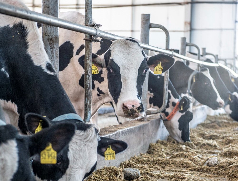 Сколько корова дает молока, или как развивают молочную отрасль в Жетысу