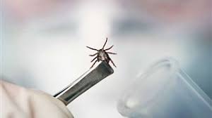 Сығандардың жалаңаш қыздарының порносы