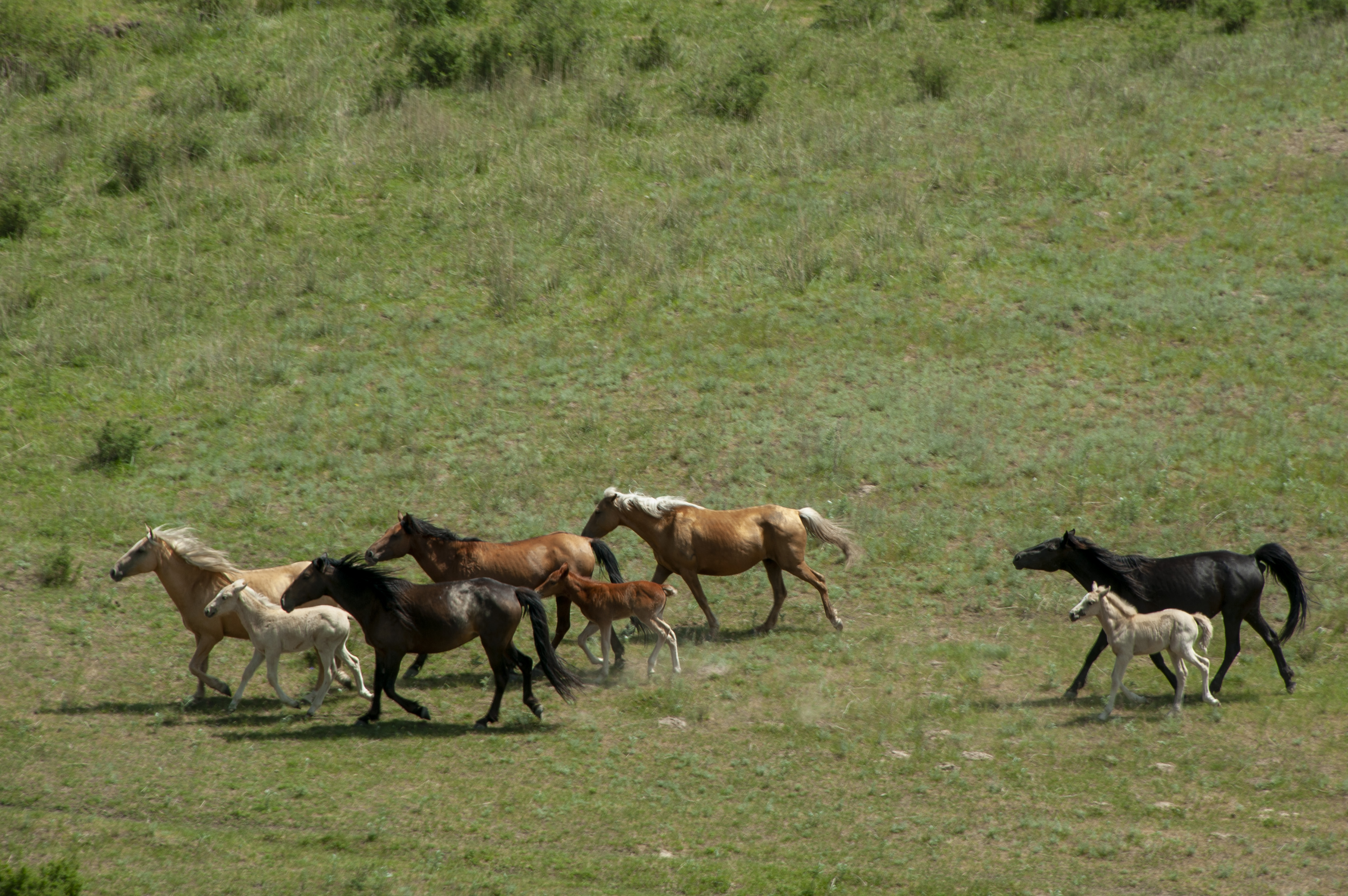 Өңірдің мал шаруашылығын субсидиялауға биыл 6,8 млрд теңге бөлінді