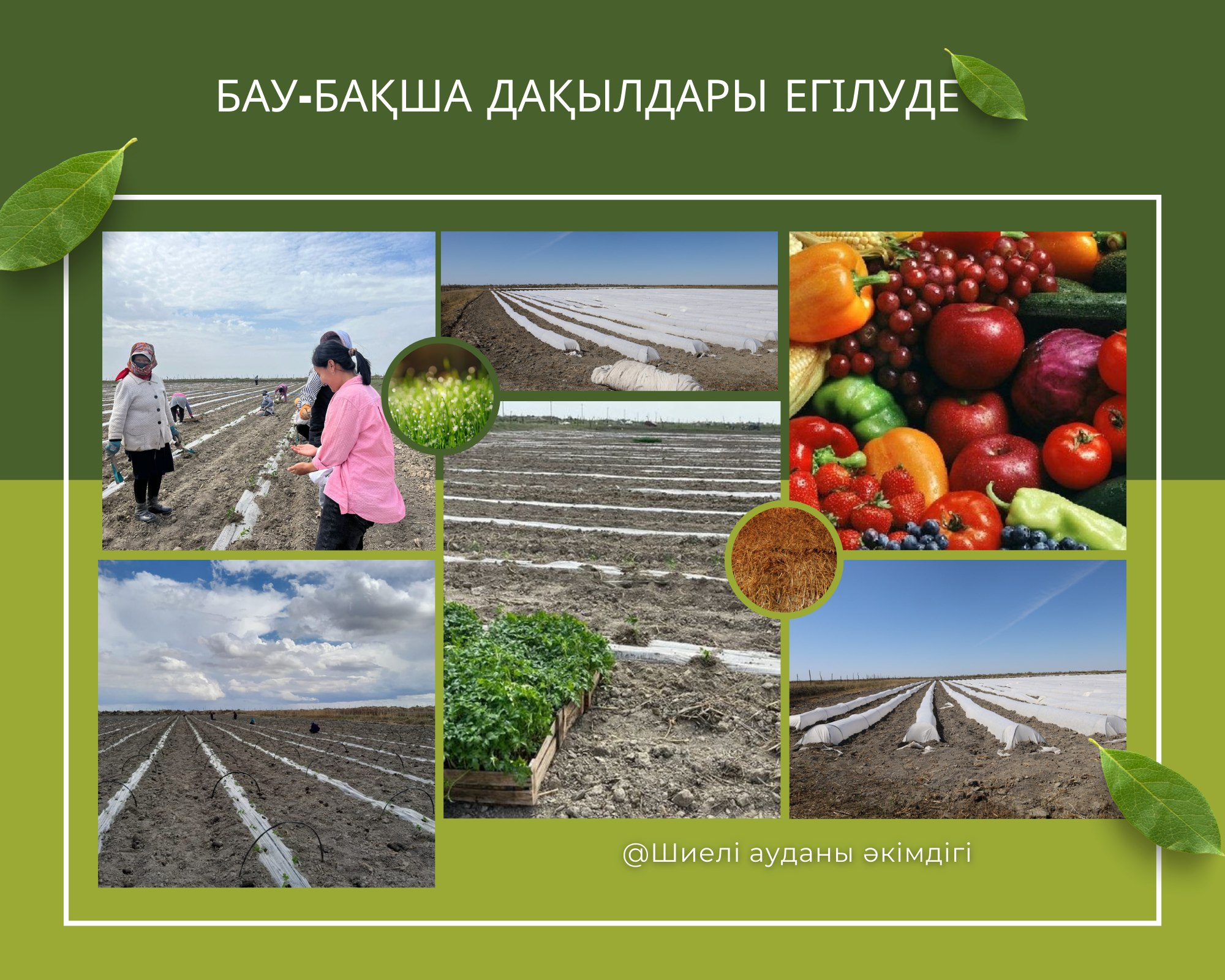 Бау-бақша дакылдарын өсіру қарқынды жүруде
