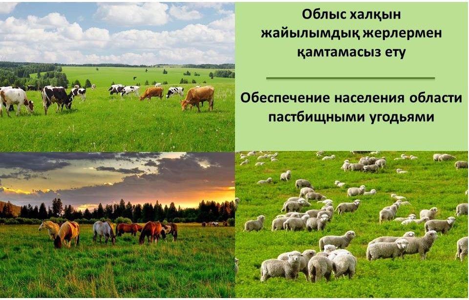 Обеспечение населения области пастбищными угодьями