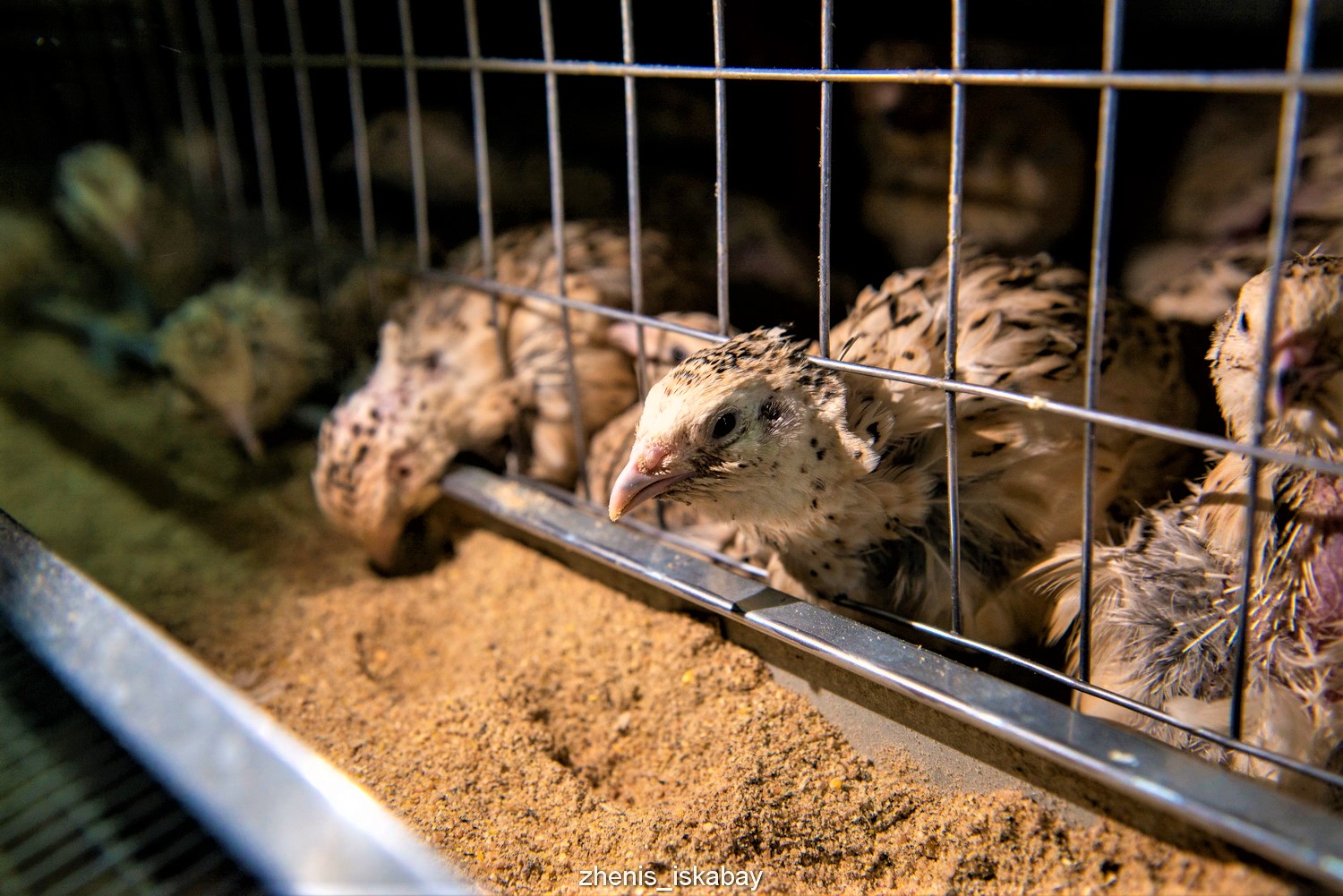 Тауық жұмыртқасымен жұдырықтасу