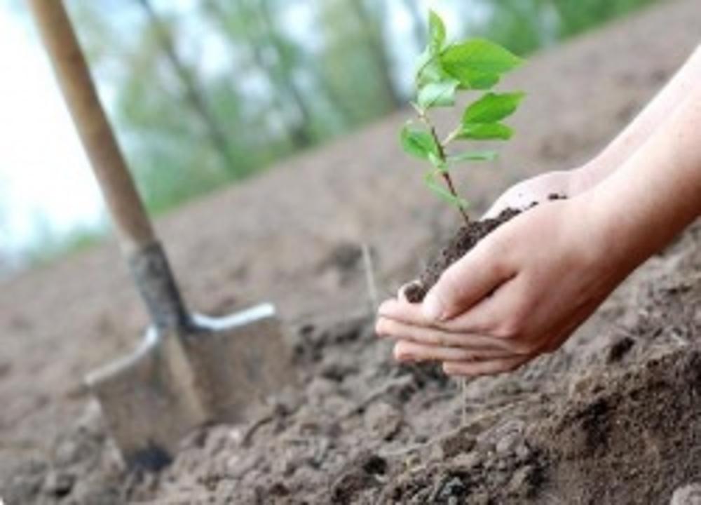 В поселке Нарынколь высажены саженцы деревьев