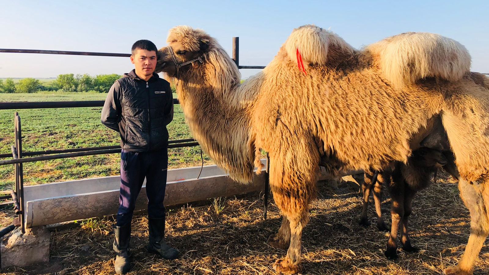 Разведением верблюдов занимается начинающий предприниматель из Бухар-Жырауского района