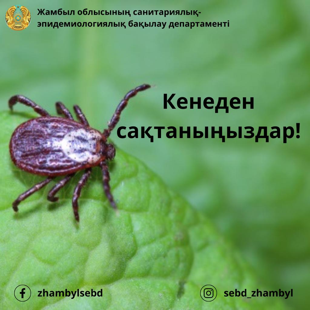 Сақталған пенистердің фотосуреттері