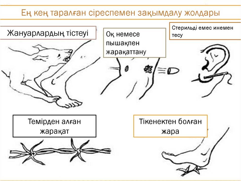 Қырылмаған кискасы бар қыз бейне Дик пен скротумды сору