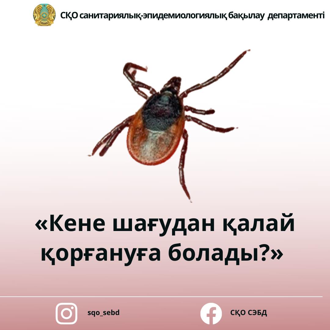 Кене шағудан қалай қорғануға болады?