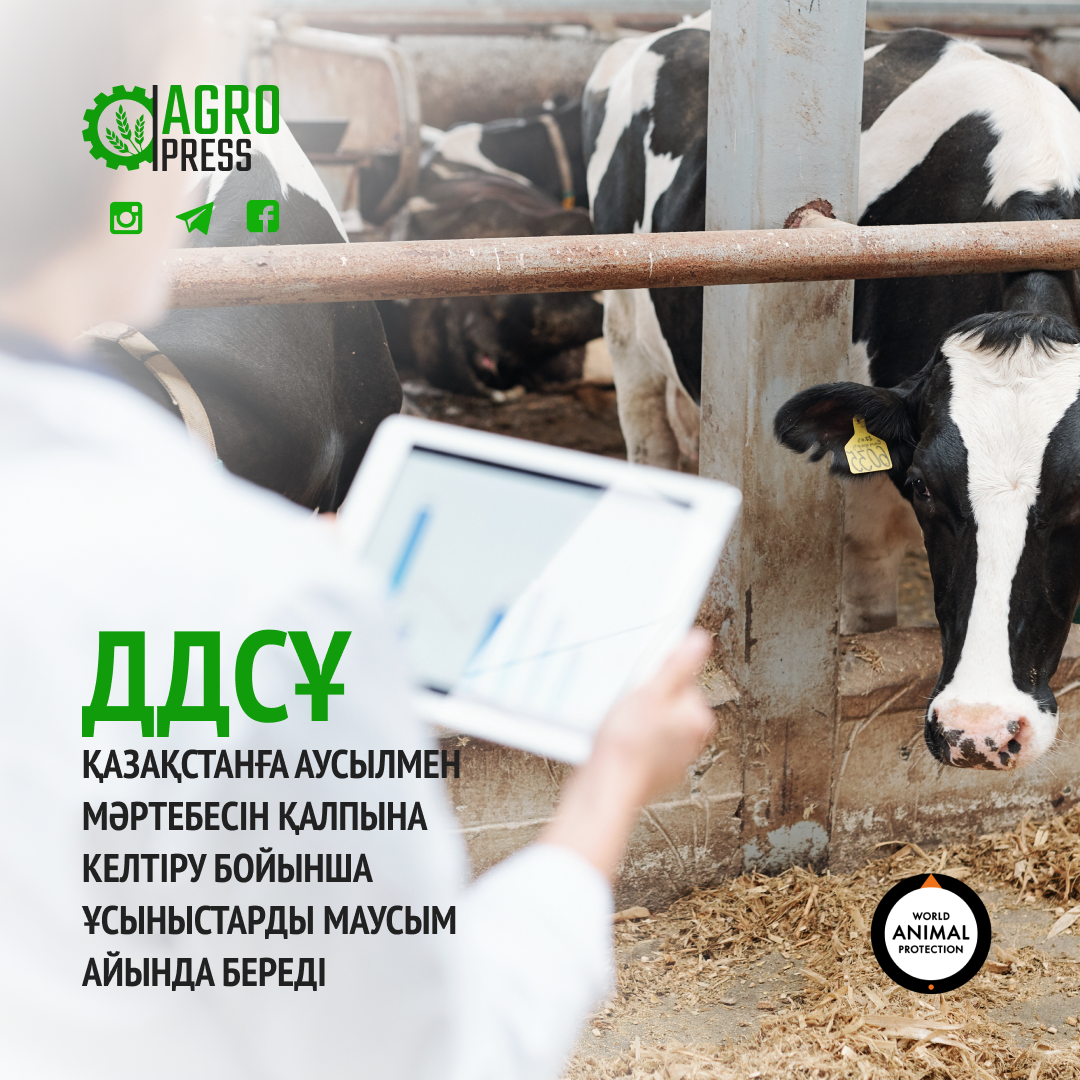 ДДСҰ Қазақстанға аусылмен мәртебесін қалпына келтіру бойынша ұсыныстарды маусым айында береді