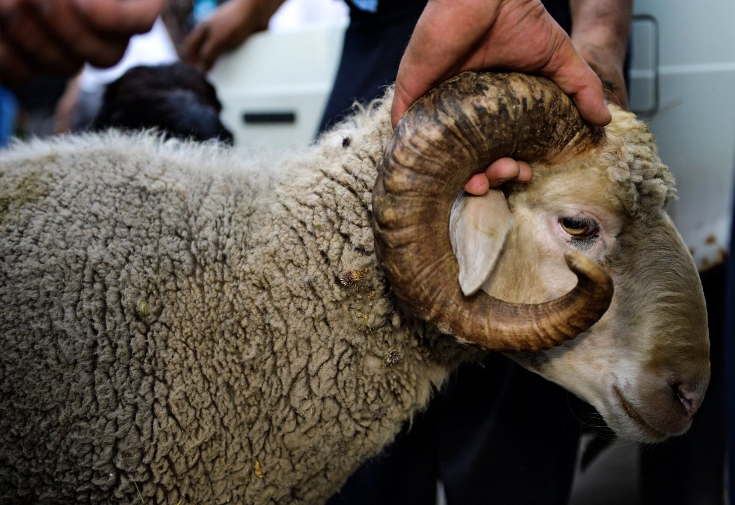 В Жетысу определено 33 места для жертвоприношения скота