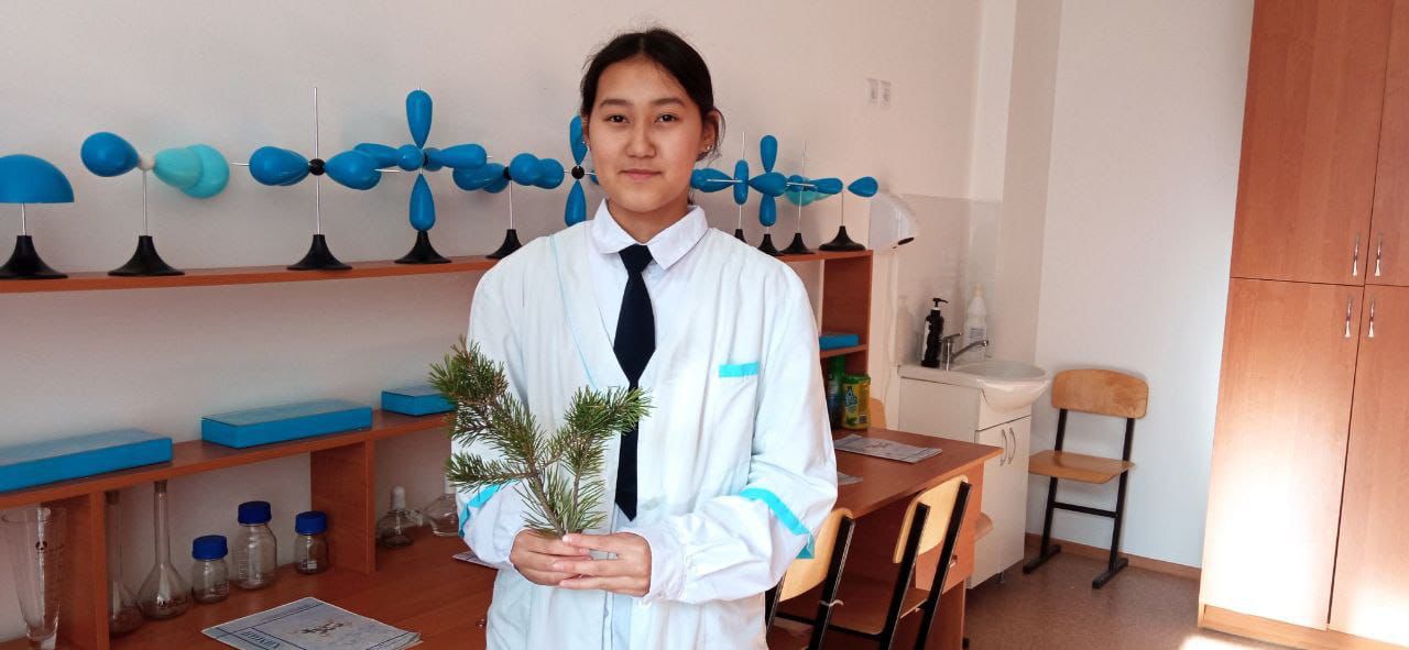 Акмолинская школьница использует хвою сосны Борового  в качестве источника аскорбиновой кислоты