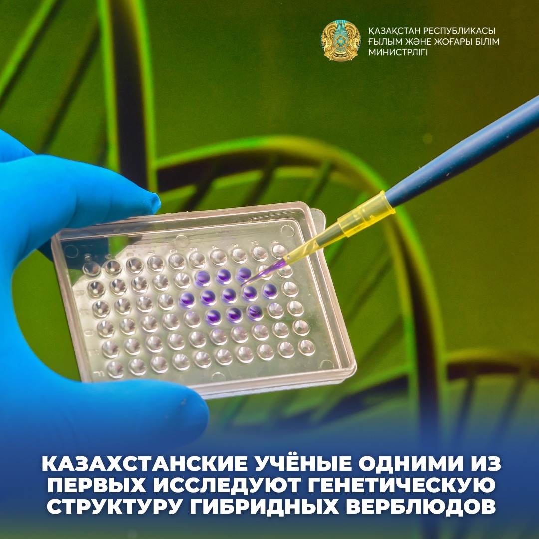 КАЗАХСТАНСКИЕ УЧЁНЫЕ ОДНИМИ ИЗ ПЕРВЫХ ИССЛЕДУЮТ ГЕНЕТИЧЕСКУЮ СТРУКТУРУ ГИБРИДНЫХ ВЕРБЛЮДОВ