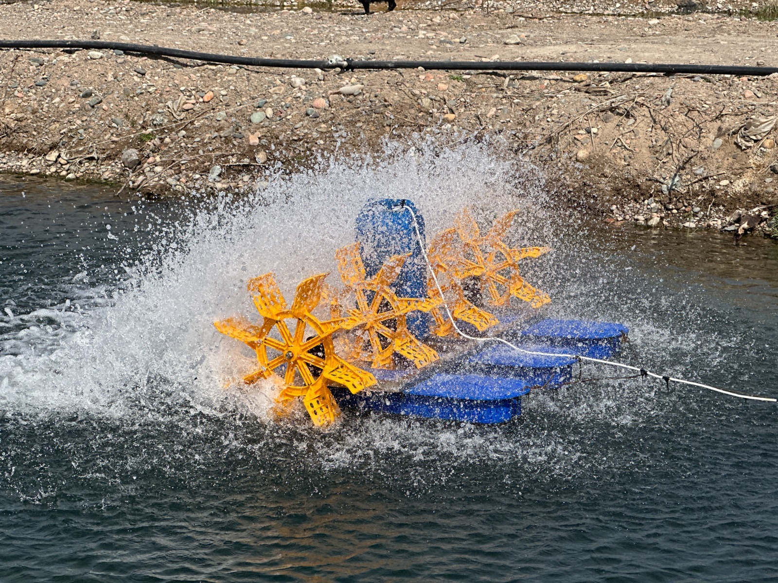 Қордай ауданында аквамәдениет табысты дамып келеді