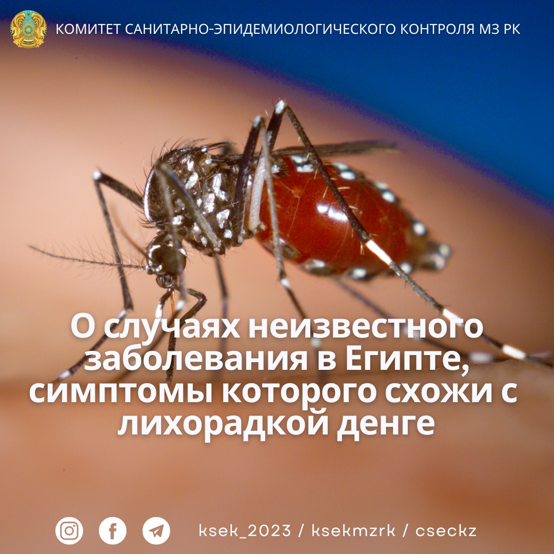 О случаях неизвестного заболевания в Египте, симптомы которого схожи с лихорадкой денге