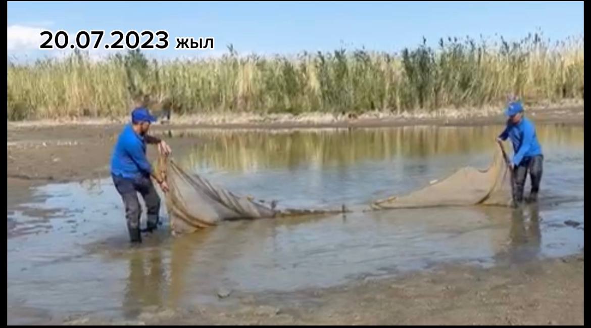 Сасықкөл көлінің «Ерту» арнасында балықтардың қырылу туралы ақпарат